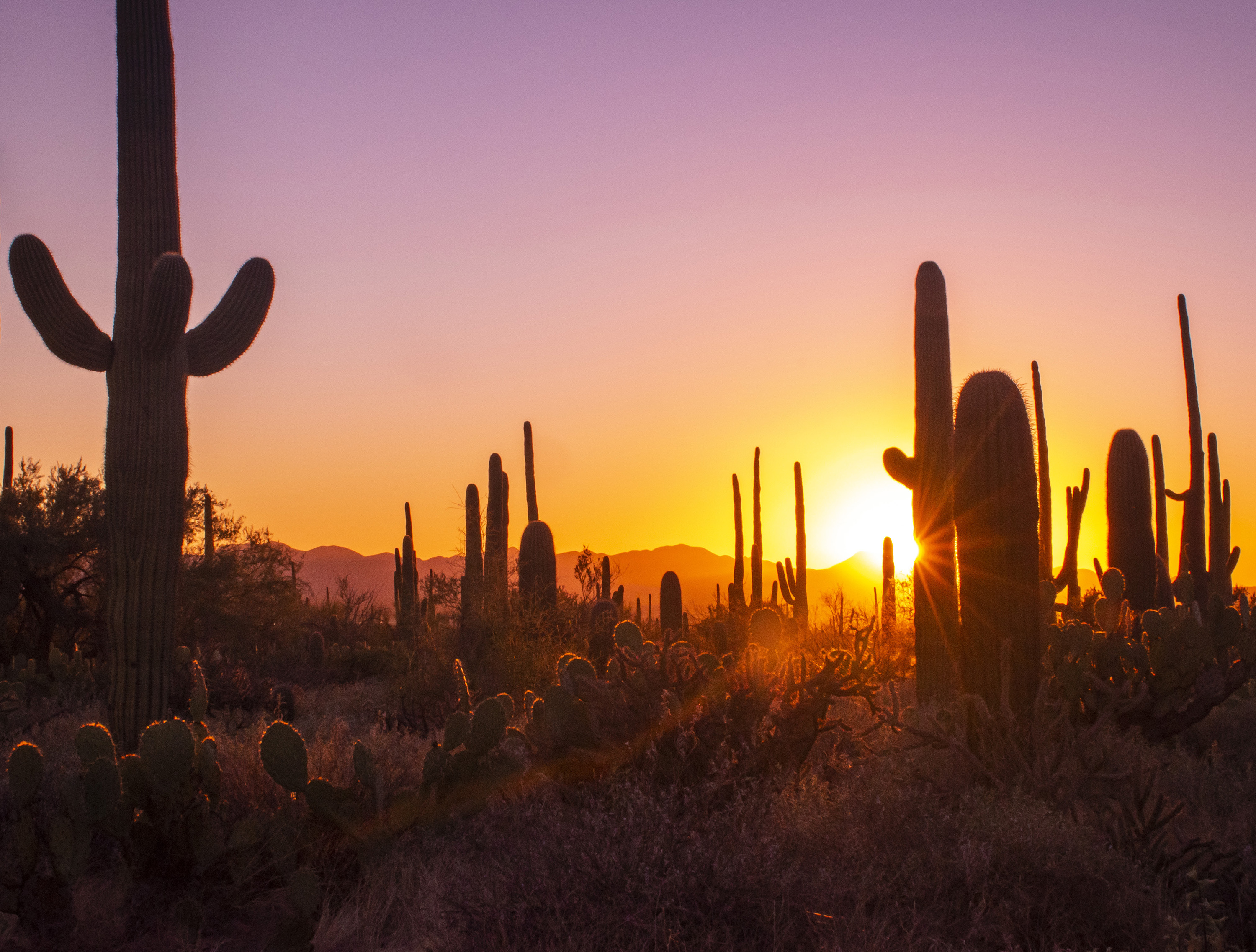 Saguaro National Park, Arizona