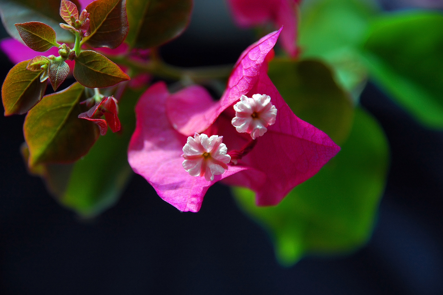 Bougainvillea flowers