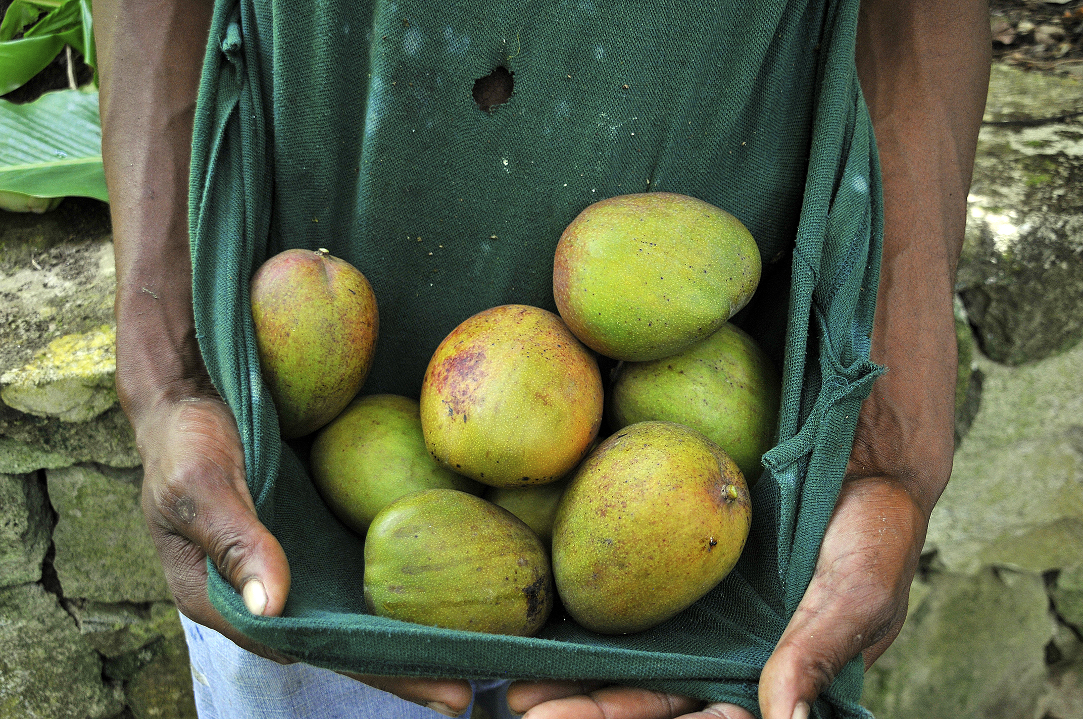 Julie Mangoes, St. Lucia